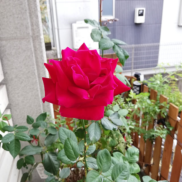 kazuさんの実例写真