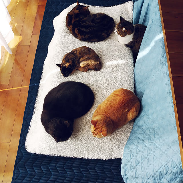 annさんの実例写真