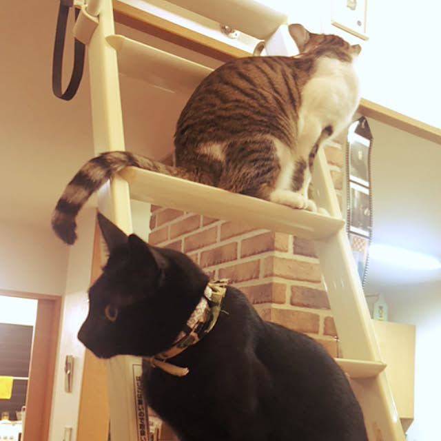 jijiさんの実例写真