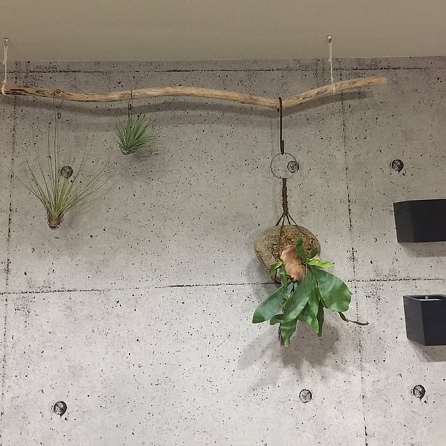 壁/天井 シダ植物のおしゃれなアレンジ・飾り方のインテリア実例 壁/天井 シダ植物のおしゃれなアレンジ・飾り方のインテリア実例