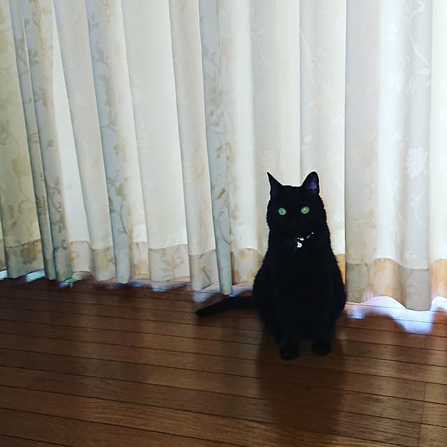junkn6さんの実例写真