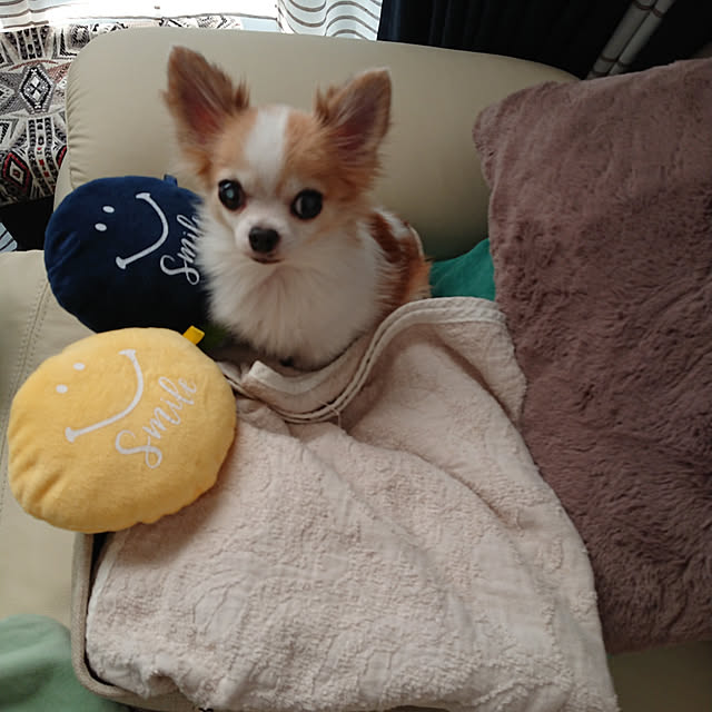 porinさんの実例写真