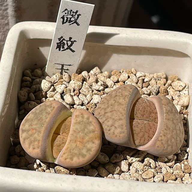 utanさんの実例写真