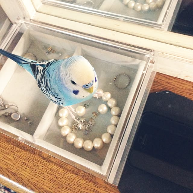 chiyaさんの実例写真