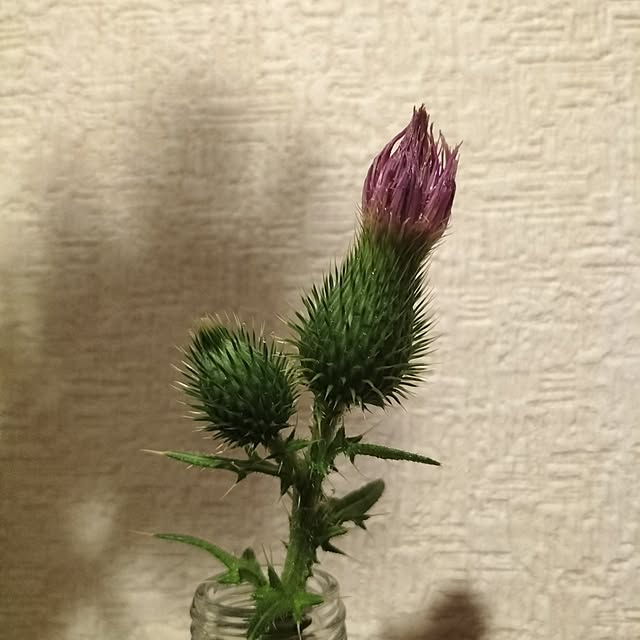 aoiroさんの部屋