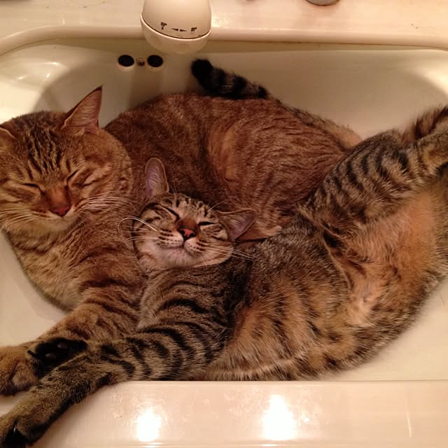 hikaさんの実例写真