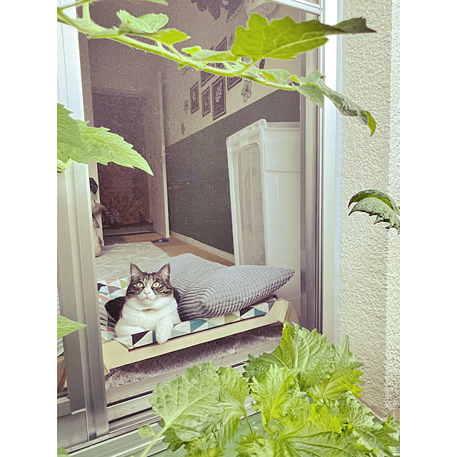 sumoanzuさんの実例写真
