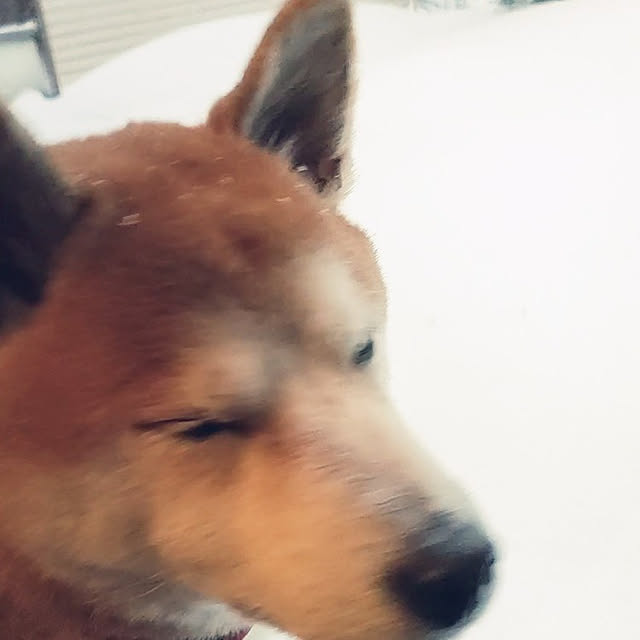 isikoro.DIYさんの実例写真