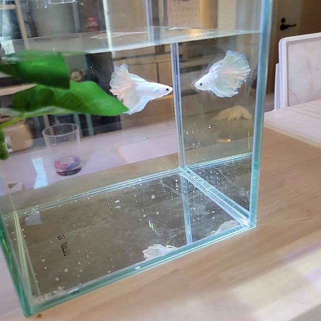 yukiocoさんの部屋