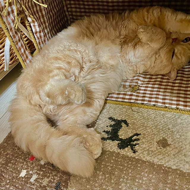 naokoさんの実例写真