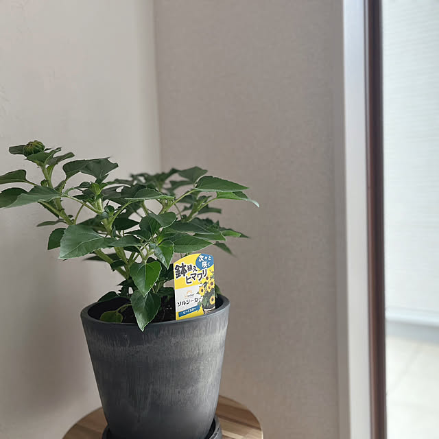 chiiさんの部屋