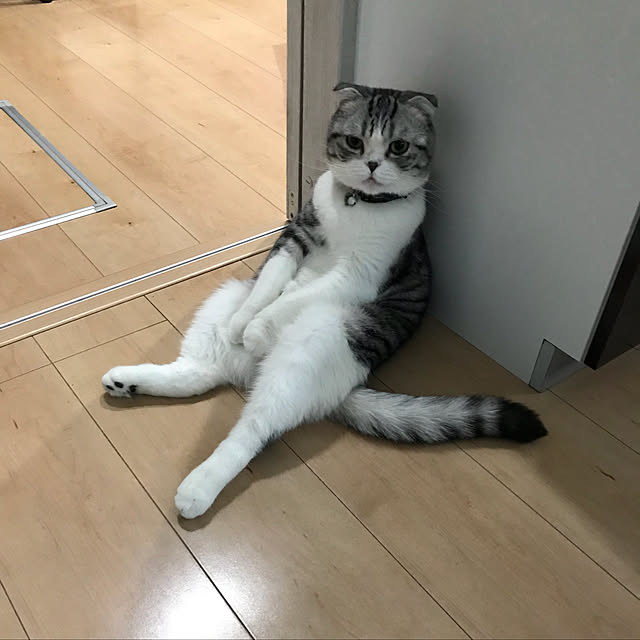 Dahliaさんの実例写真