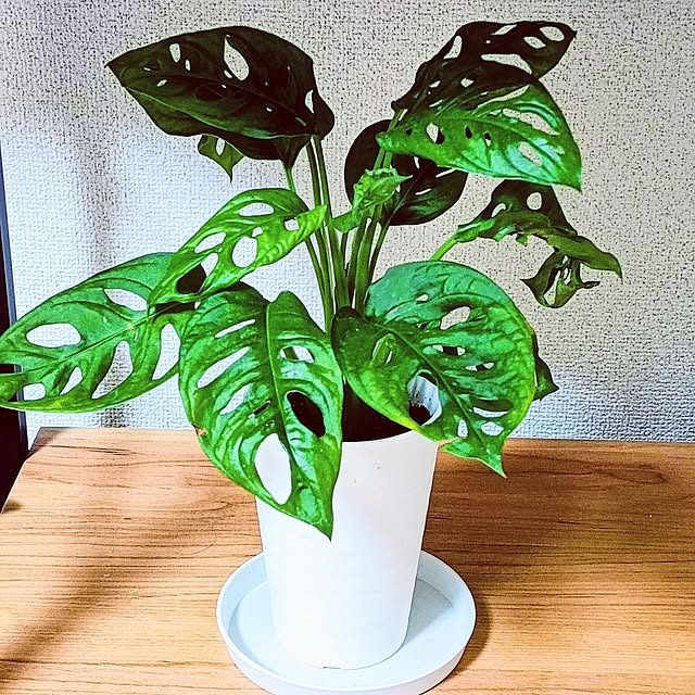 hanachanさんの実例写真