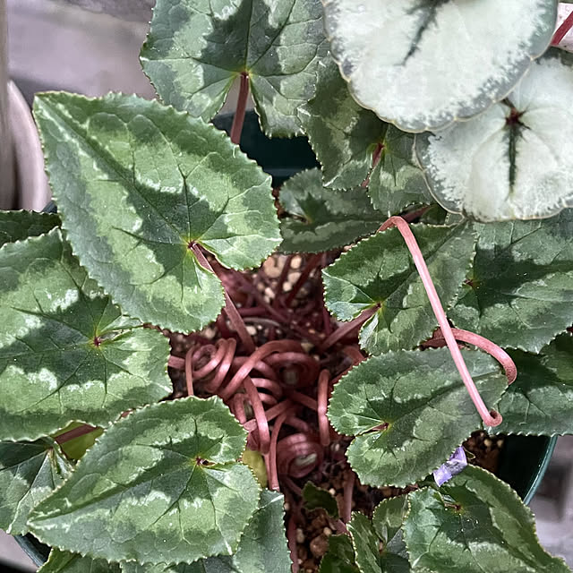 buchiさんの部屋