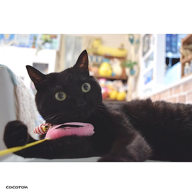 cocoronさんの実例写真