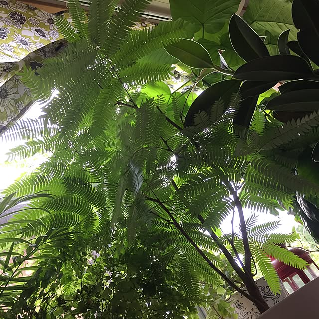 mom39さんの実例写真
