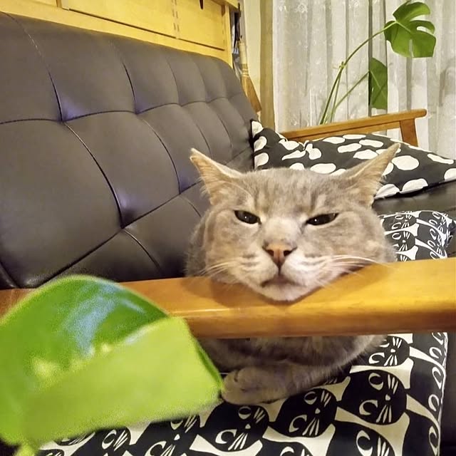 orca_cafeさんの実例写真