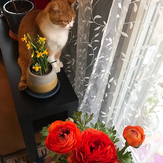 nyanko-beamさんの実例写真