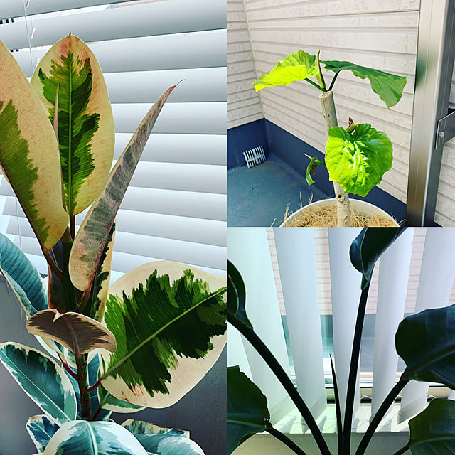 観葉植物/部屋全体のインテリア実例 - 2019-06-12 09:33:40