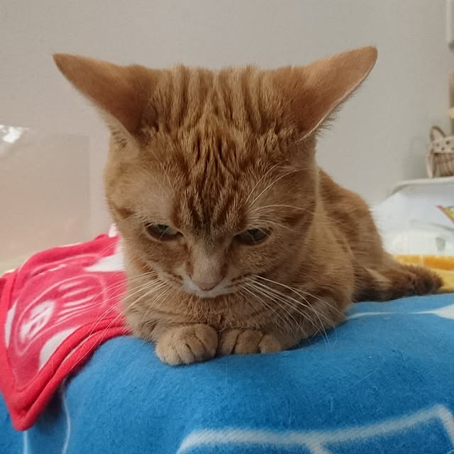 shinobuさんの実例写真