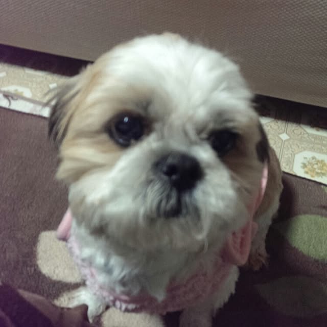 tibiさんの実例写真