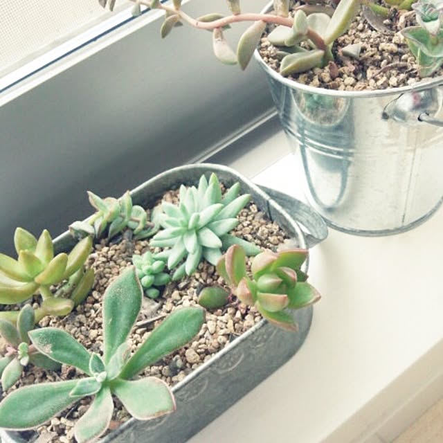 piggyさんの実例写真