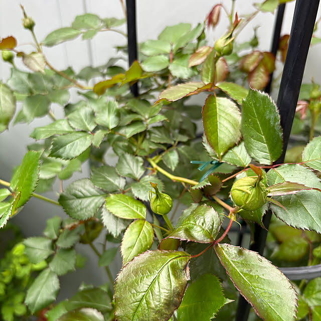 nannoさんの部屋