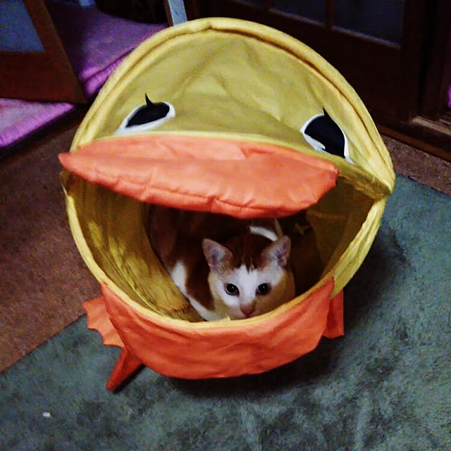MACOさんの実例写真