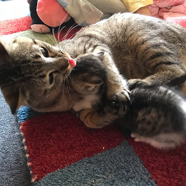 pepeさんの実例写真