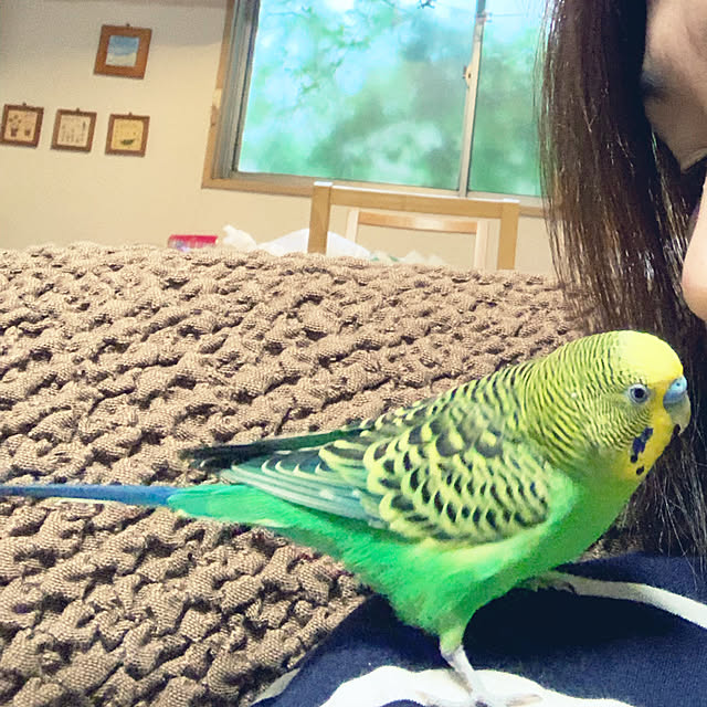 コメントお気遣いなく/思い出の写真/インコのいる暮らし/ペットですみません/インコちゃん...などのインテリア実例 - 2019-10-04 10:04:32