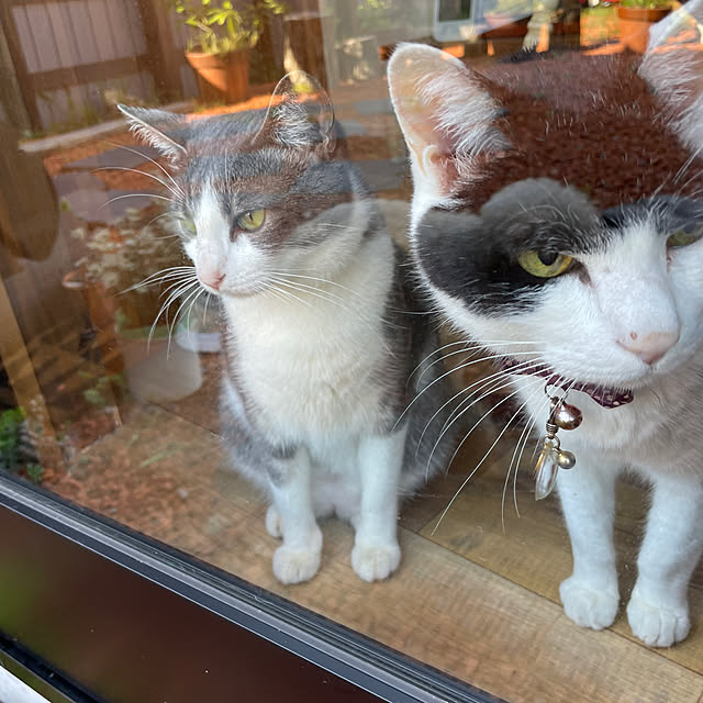 nekosamaさんの部屋
