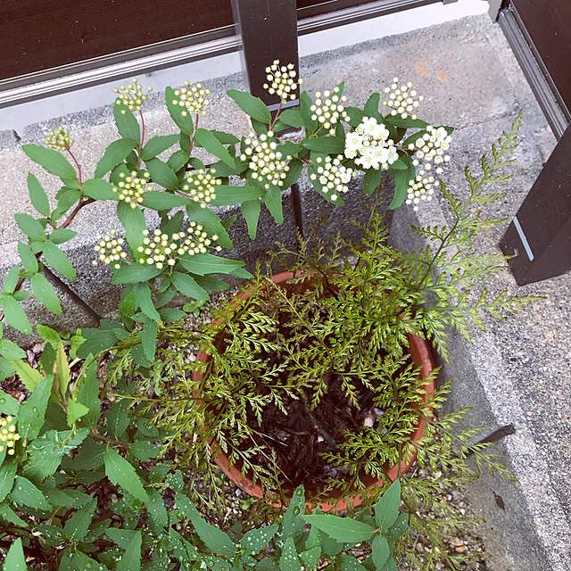 ayayayayaさんの実例写真