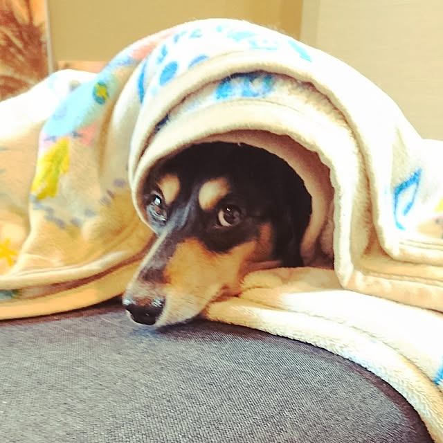 cocosorasakuさんの実例写真