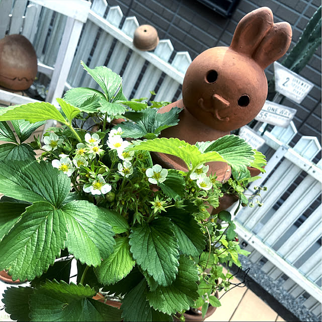 Ohigeさんの実例写真