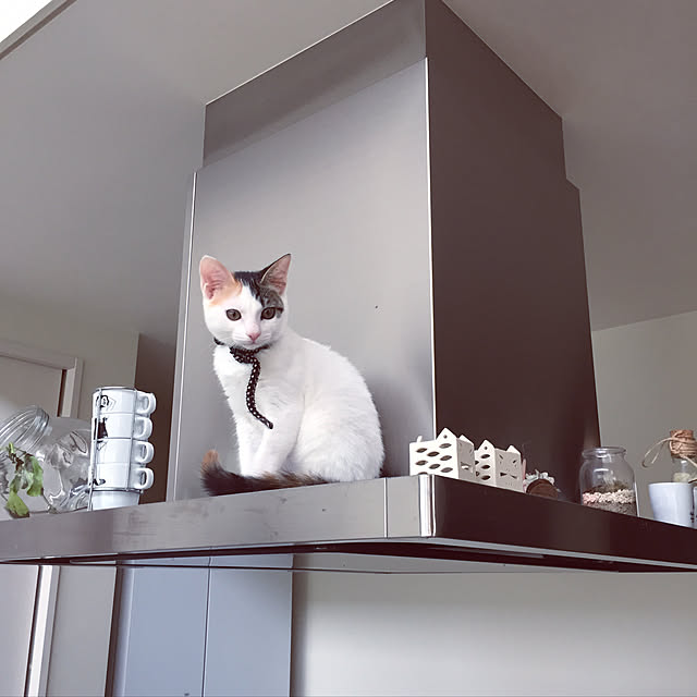 Kuronecoさんの実例写真