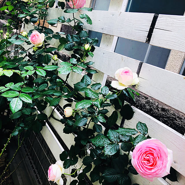 kanndann0818さんの実例写真