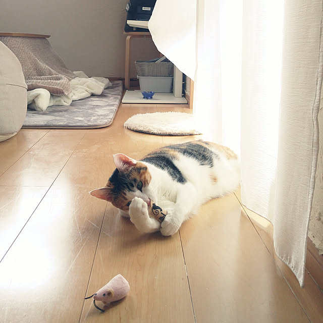 l..tomesanさんの実例写真