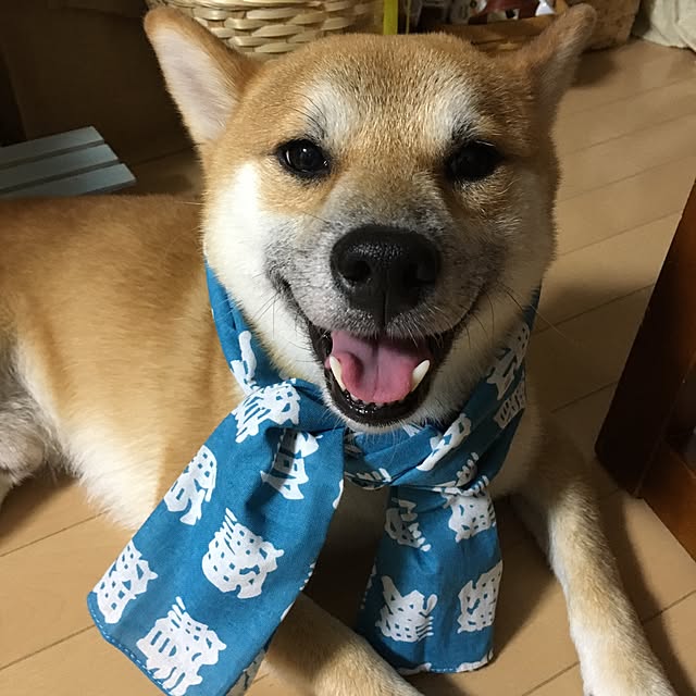 kotaさんの実例写真