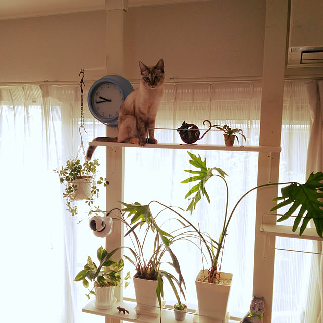 sisimaru1023さんの実例写真