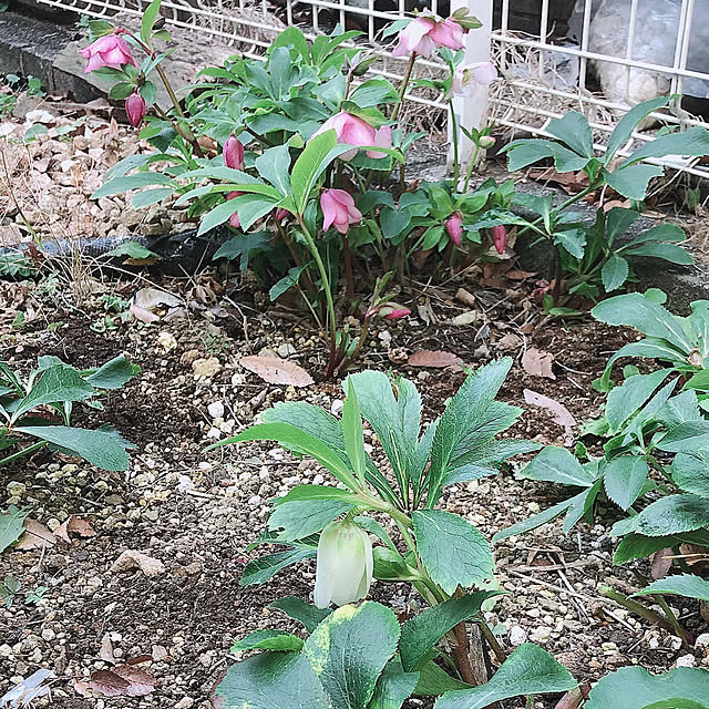chi_gogaさんの実例写真