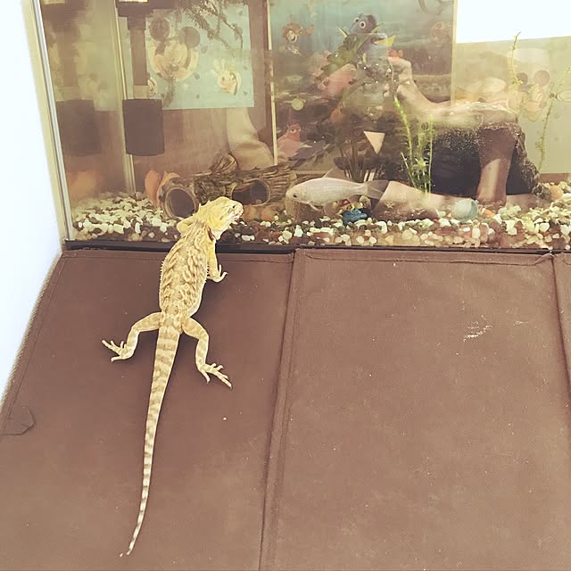 hininaさんの実例写真