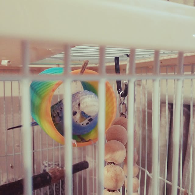 opiopiopiさんの実例写真