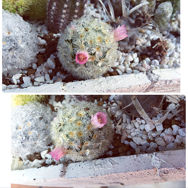 Enjuさんの実例写真