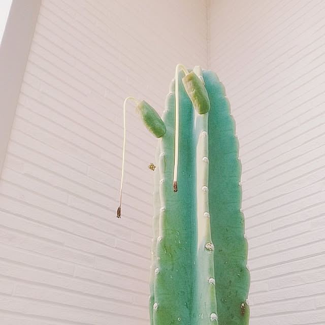 mikoさんの実例写真