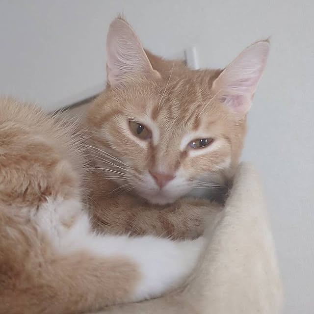 minnieさんの実例写真