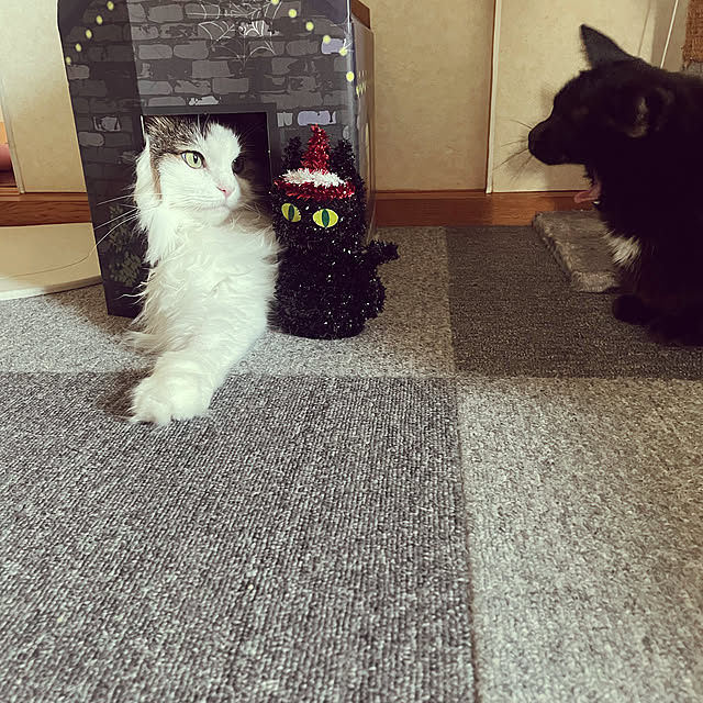 猫/ねこと暮らす/猫とくらす/キッチンのインテリア実例 - 2022-08-25 20:31:54