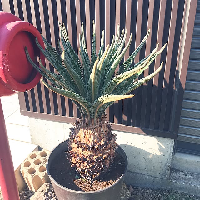MARIOさんの実例写真
