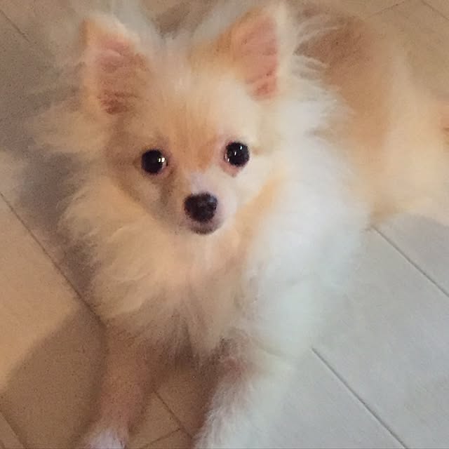実例写真