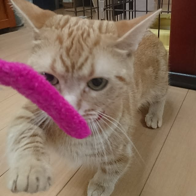 shinobuさんの実例写真