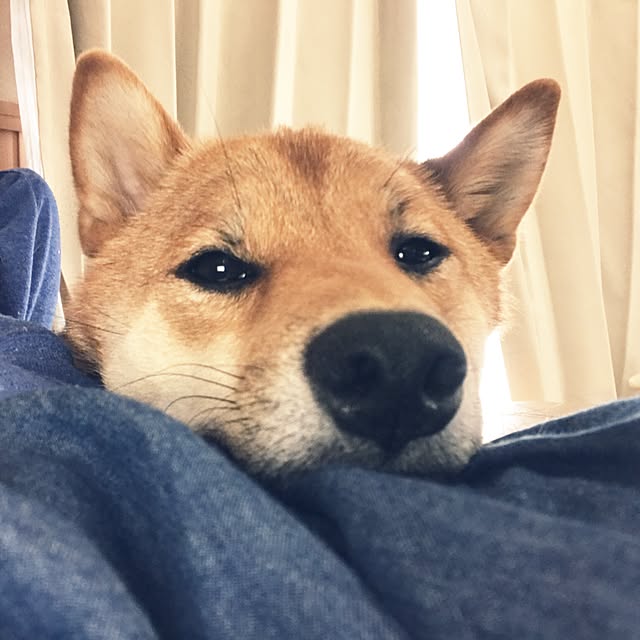 pillowsさんの実例写真
